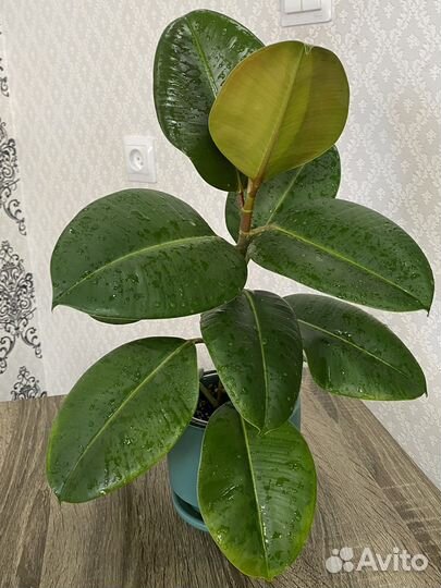 Фикус эластика робуста