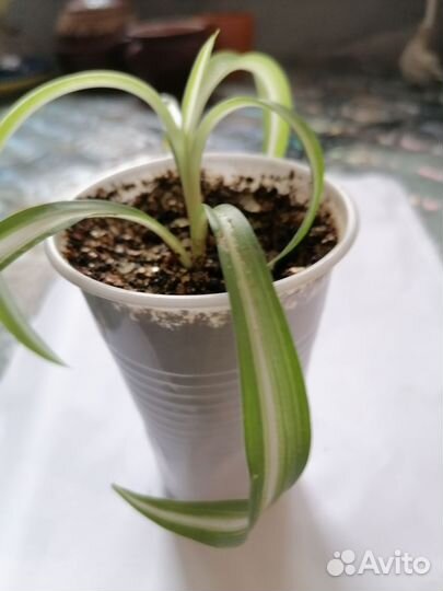 Хлорофитум кудрявый