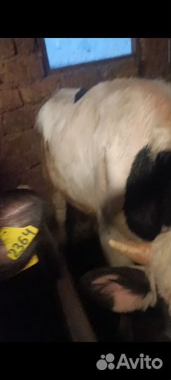 Продажа крс