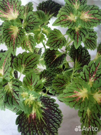 Отростки колеуса (2 вида)