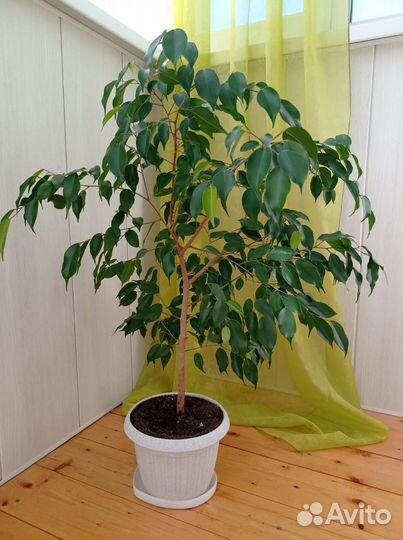Фикус бенджамина