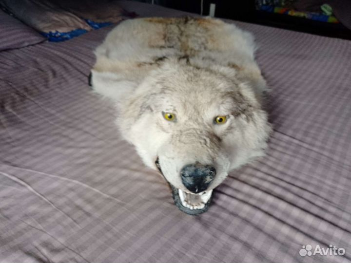 Шкура волка