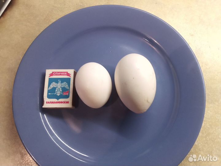 Куры несушки