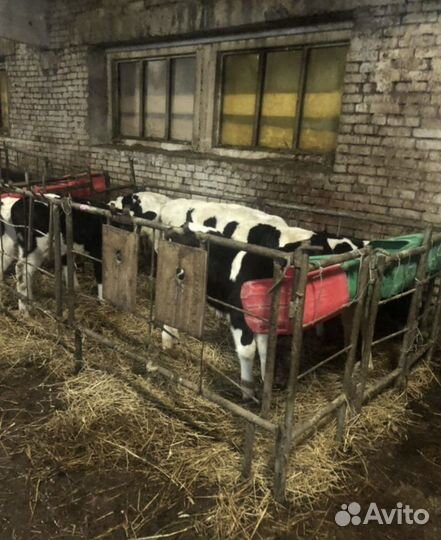 Бычки. Телята