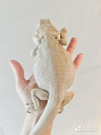 Агама зеро самка