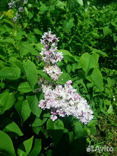 Сирень сортовая