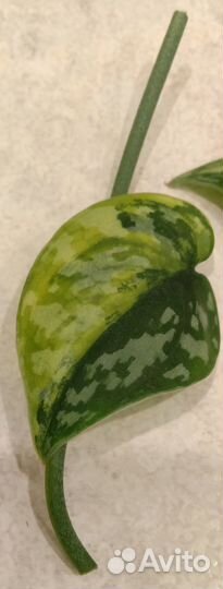 Сциндапсус Аполаки (apolaki)