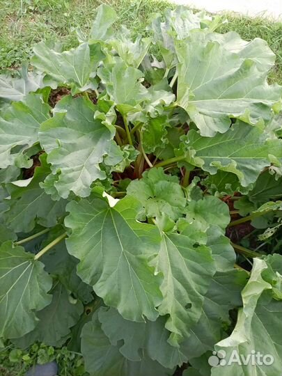 Многолетники для сада