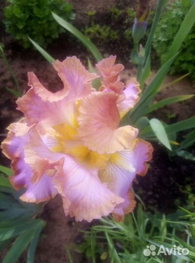 Ирисы сортовые