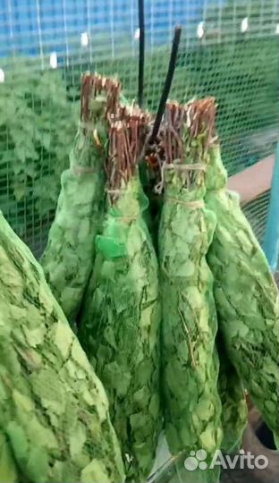 Березовые веники