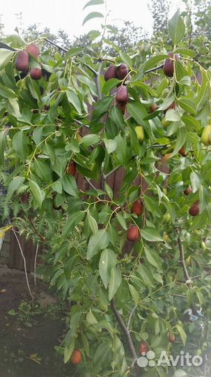 Финик унаби Зизифус саженцы