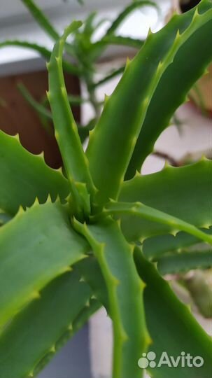 Пеларгония, Алоэ срезанный