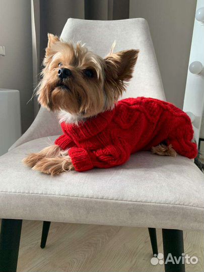 Одежда для собак