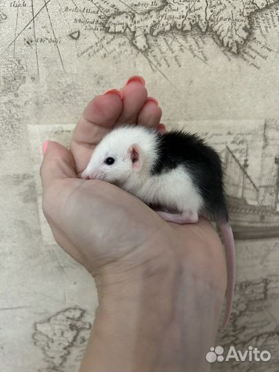 Ручные Крысята Дамбо супер окрасы