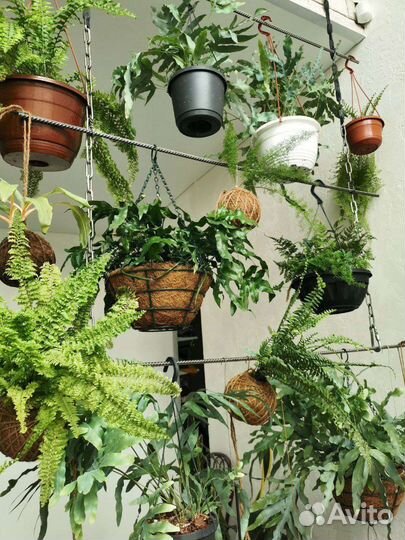 Папоротник нефролепис в стеклянной вазе