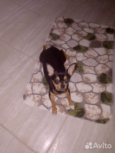 Вязка той-терьер девочка