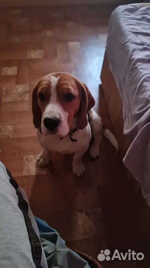 Бигль вязка