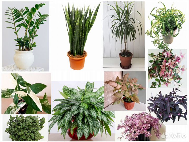 Цветы домашние декоративные. Цены разные