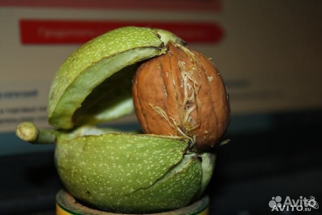 Фундук и грецкий