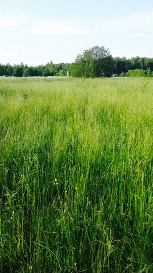 Участок 1,2 га (ИЖС)