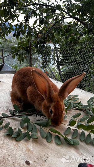 Кролик