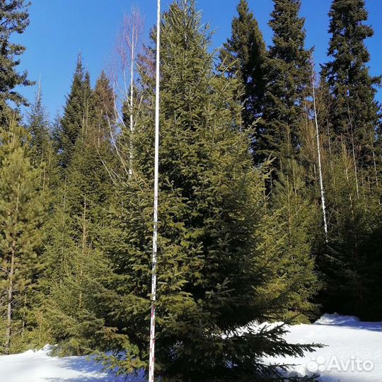 Саженцы пихта