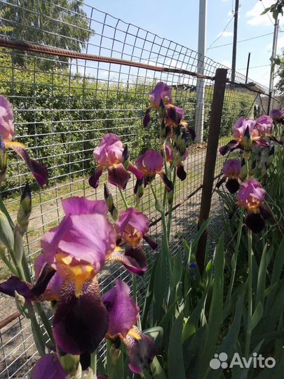 Ирис в ассортименте