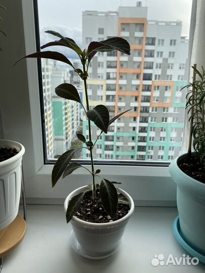 Руэллия - комнатный цветок