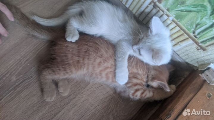 Котята в добрые руки бесплатно коты