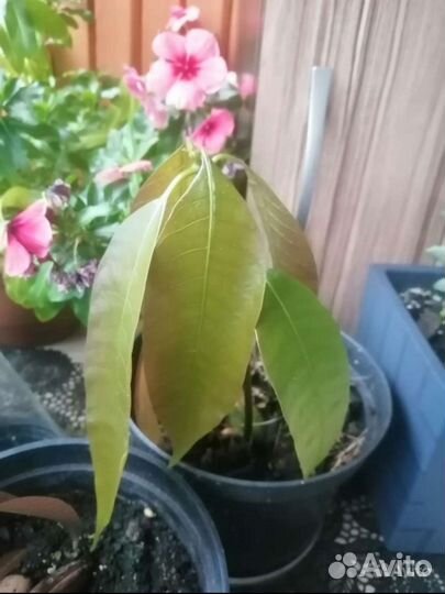 Манго, фикус