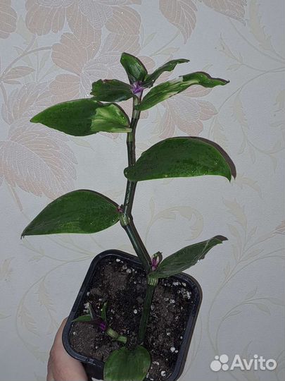 Традесканция Blushing Bride Застенчивая невеста