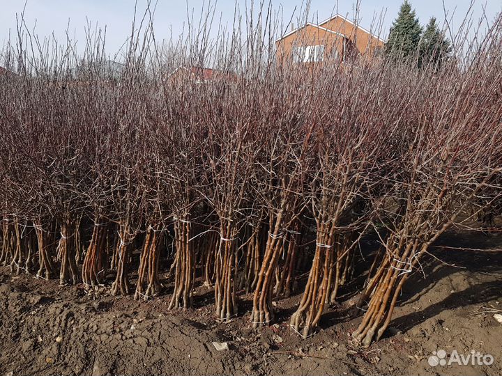 Саженцы плодовых деревьев