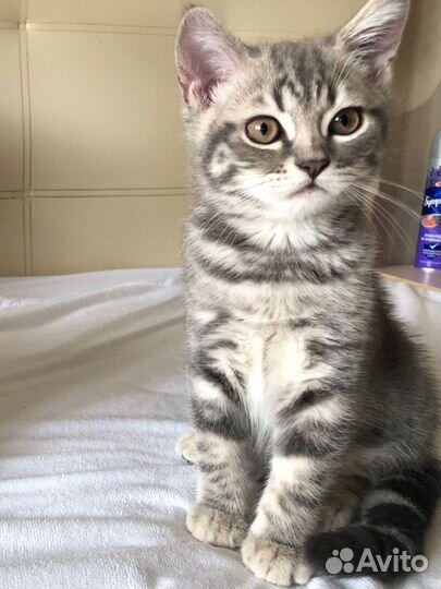 Шотландские котята. Остался 1 малыш