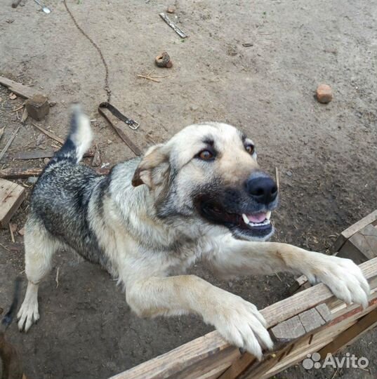 Собака в добрые руки отдам бесплатно