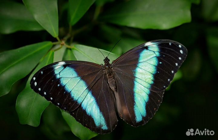 Свадебный Салют из Тропических Бабочек с/б-51