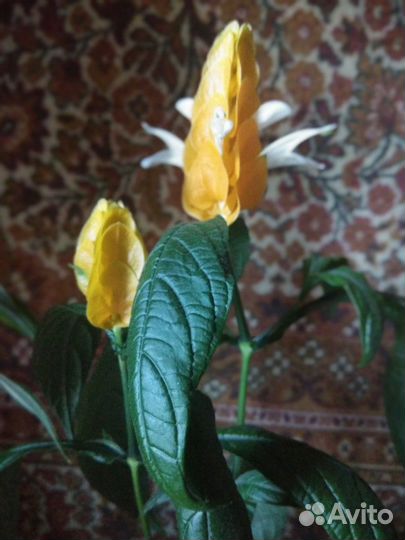 Пахистахис, Эухарис, Рео,Бамбук