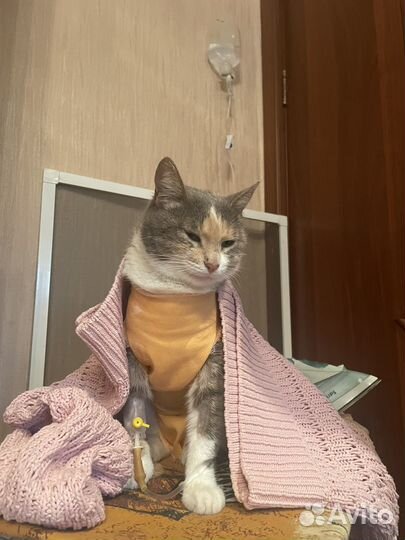 Пережержка животных, медицинский уход