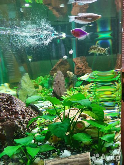 Аквариум