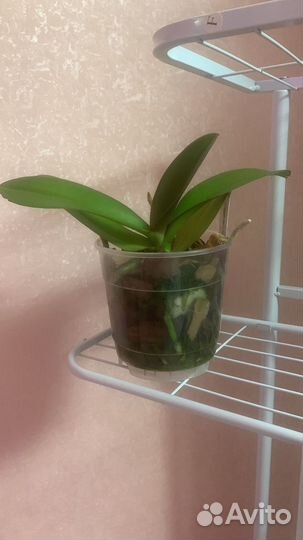 Phal. Miki Dance / phal. White swan