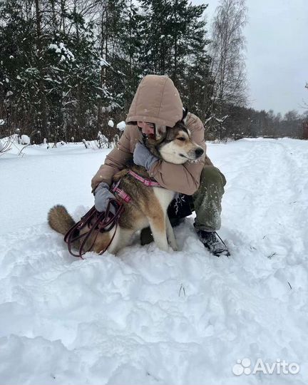 Выгул собак/Зооняня/Догситтер