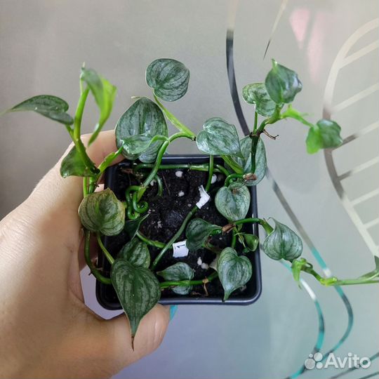 Филодендроны