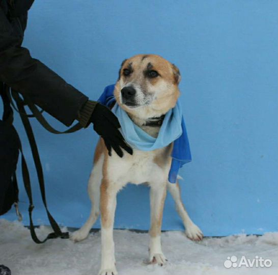Домашняя собака выживает в приюте