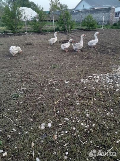 Гусь халмагор