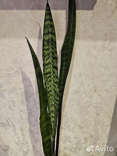 Сансевиерия, спот от сансевиерии Блек Тайгер