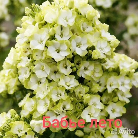 Флоксы многолетние