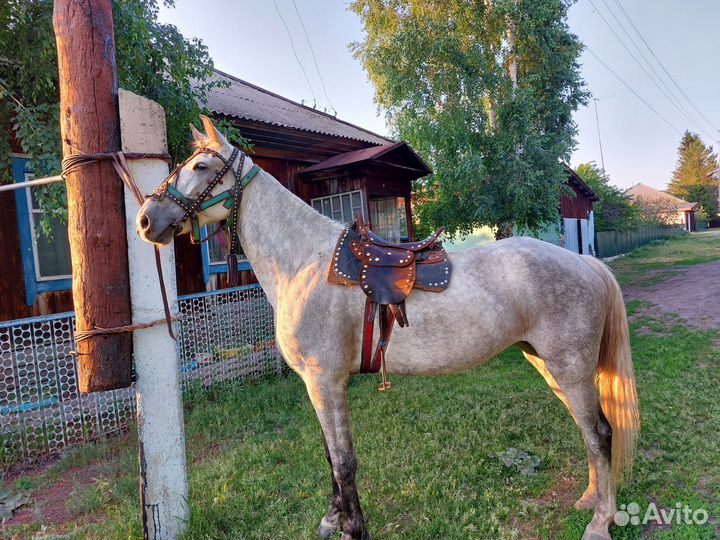 Кобыла 8 лет