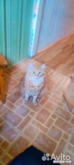 Выкинули шикарного кота