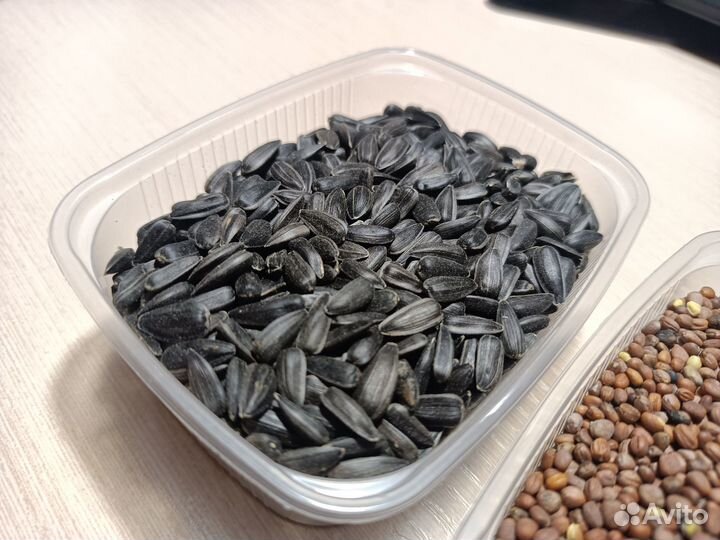 Микрозелень, семена(сертифицированные)