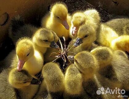 Продам гусей и утей