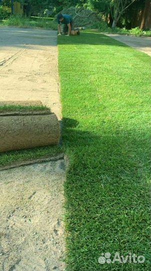 Рулонный газон 